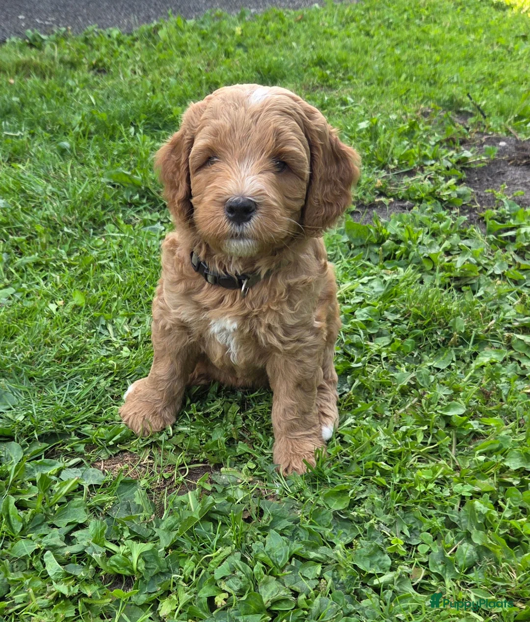 Kruising honden te koop: Labradoodle  in Boskoop - Advertentie 1