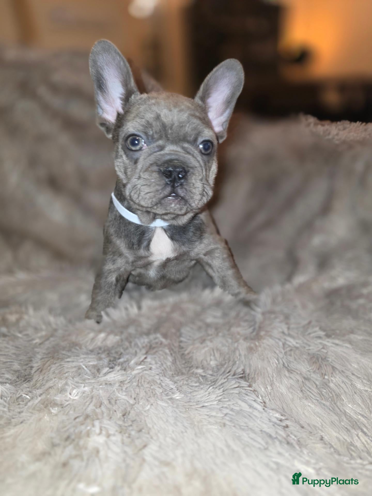 Franse Bulldog honden te koop: Prachtige Fransebulldog pups mogen nestje verlaten - Advertentie 2