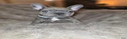 Franse Bulldog honden te koop: Prachtige Fransebulldog pups mogen nestje verlaten - Advertentie 2