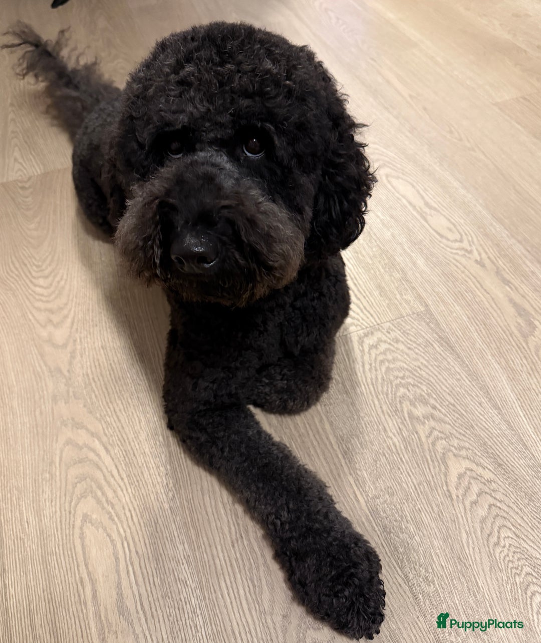 Kruising honden te koop: Goldendoodle/labradoodle  - Advertentie 3