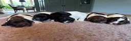 Engelse Springer Spaniel honden te koop: Engelse springer Spaniël  - Advertentie 4