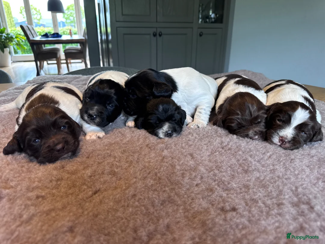 Engelse Springer Spaniel honden te koop: Engelse springer Spaniël  - Advertentie 4
