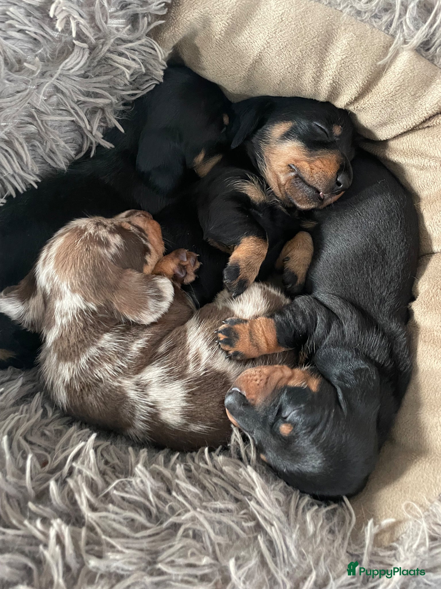 Kruising honden Black and Tan ruwhaar reutje en gladhaar - Advertentie 1