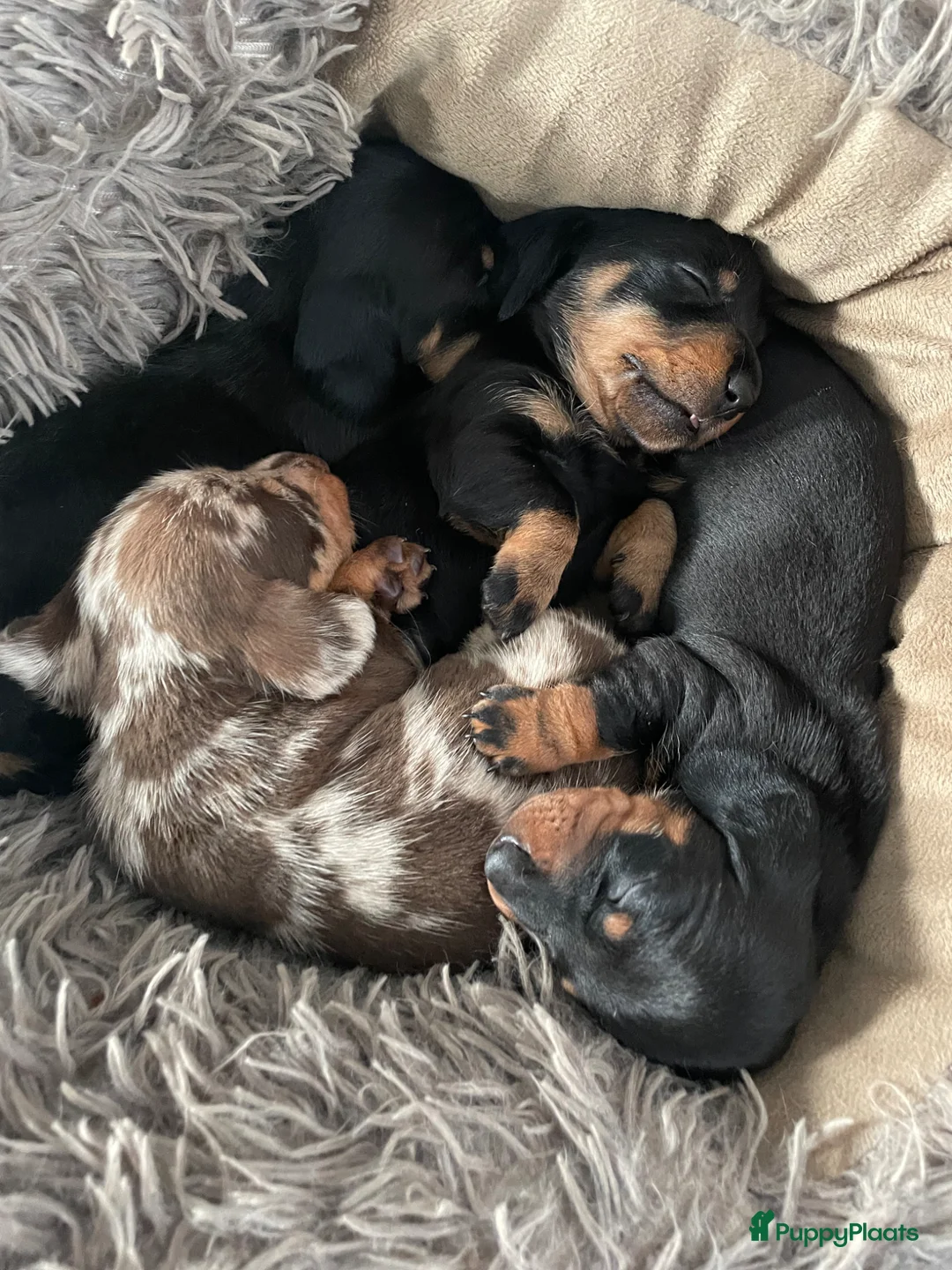 Kruising honden te koop: Black and Tan ruwhaar reutje en gladhaar - Advertentie 1