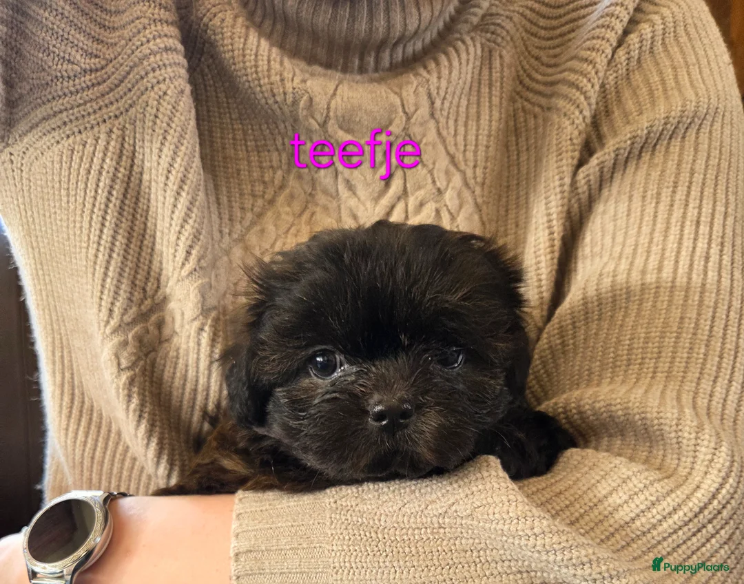 Boomer honden te koop: Nog 4 prachtige pups zijn op zoek naar personeel😉 - Advertentie 5