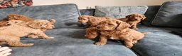 Poedel honden te koop: Prachtige lieve middenmaat poedel pups - Advertentie 8