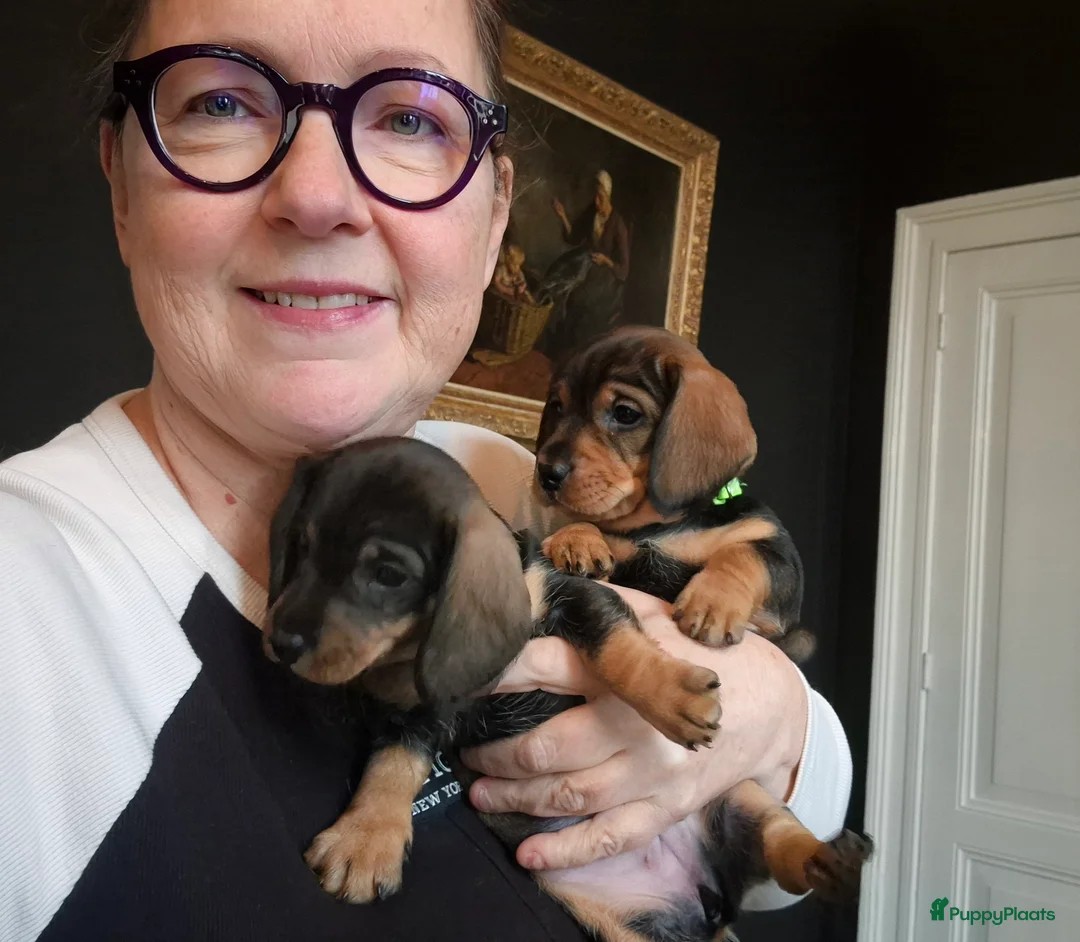 Galerij afbeelding {{count}}