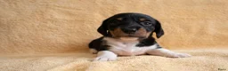Ruwhaar Teckel honden te koop: Nest Ruwhaar Piebald Dwergteckels - Advertentie 4