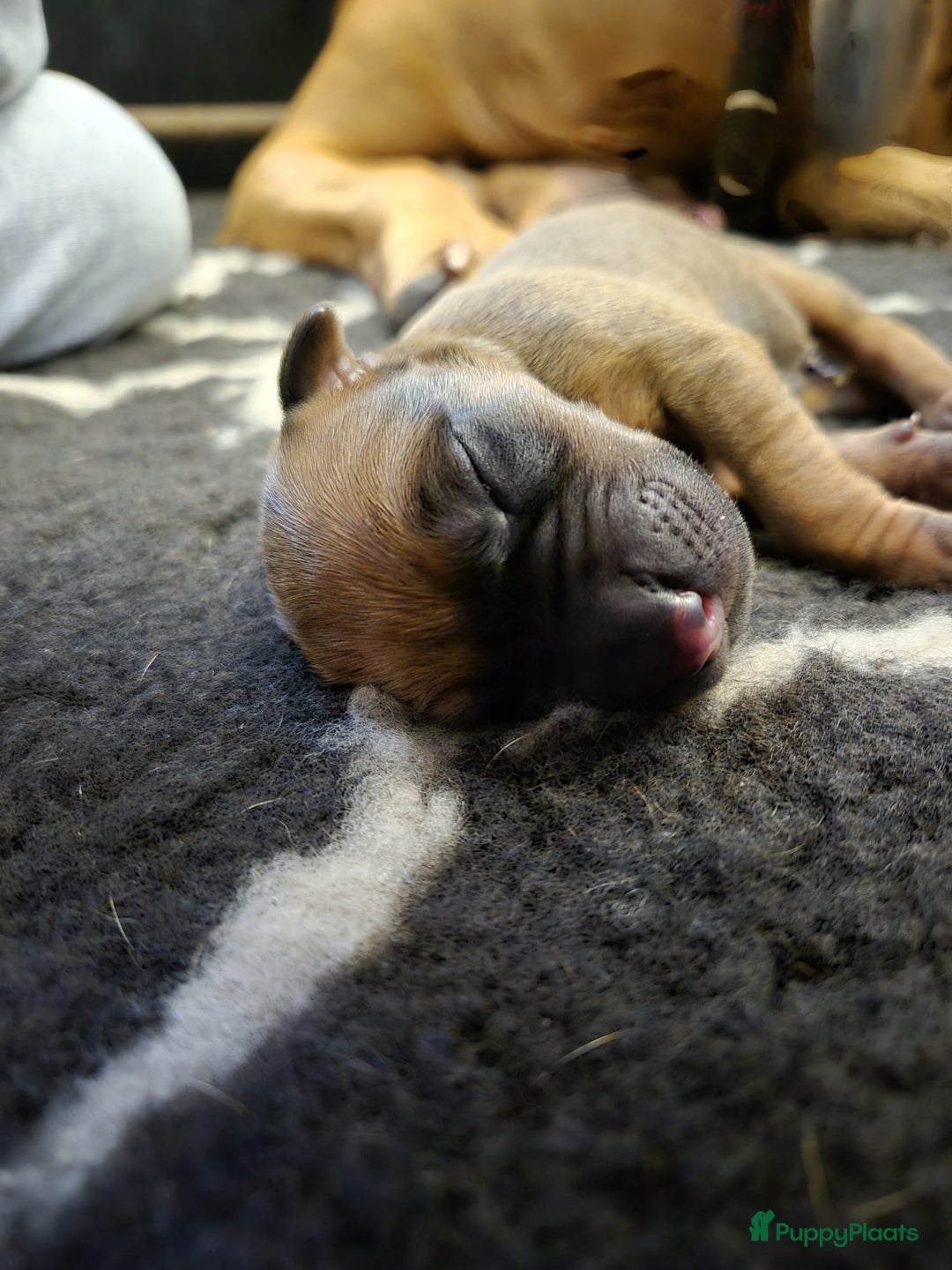 Rhodesian Ridgeback honden te koop: Eenmalig RR nestje-half juni van Keniaanse Teef in Elst - Afbeelding 10