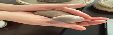 Chihuahua Puppy 1