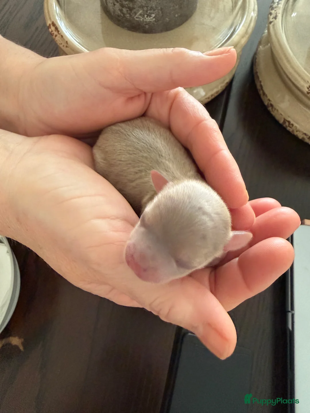 Chihuahua honden te koop: Chihuahua pups 1 reutje beschikbaar nog  - Advertentie 7