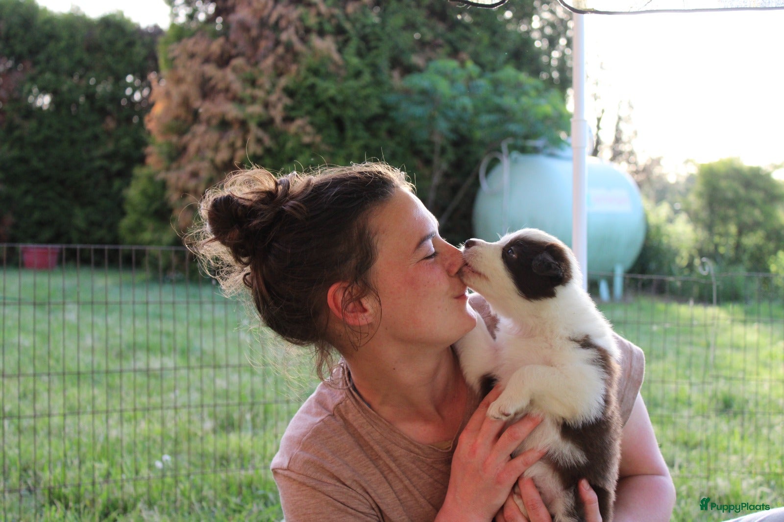 Border Collie honden te koop: Mooie speciale lieve Merle puppies - Advertentie 27