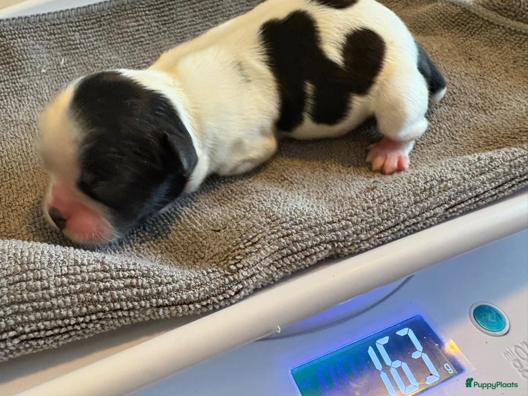 Kruising honden te koop: Mooie shitzuboomer - Advertentie 14