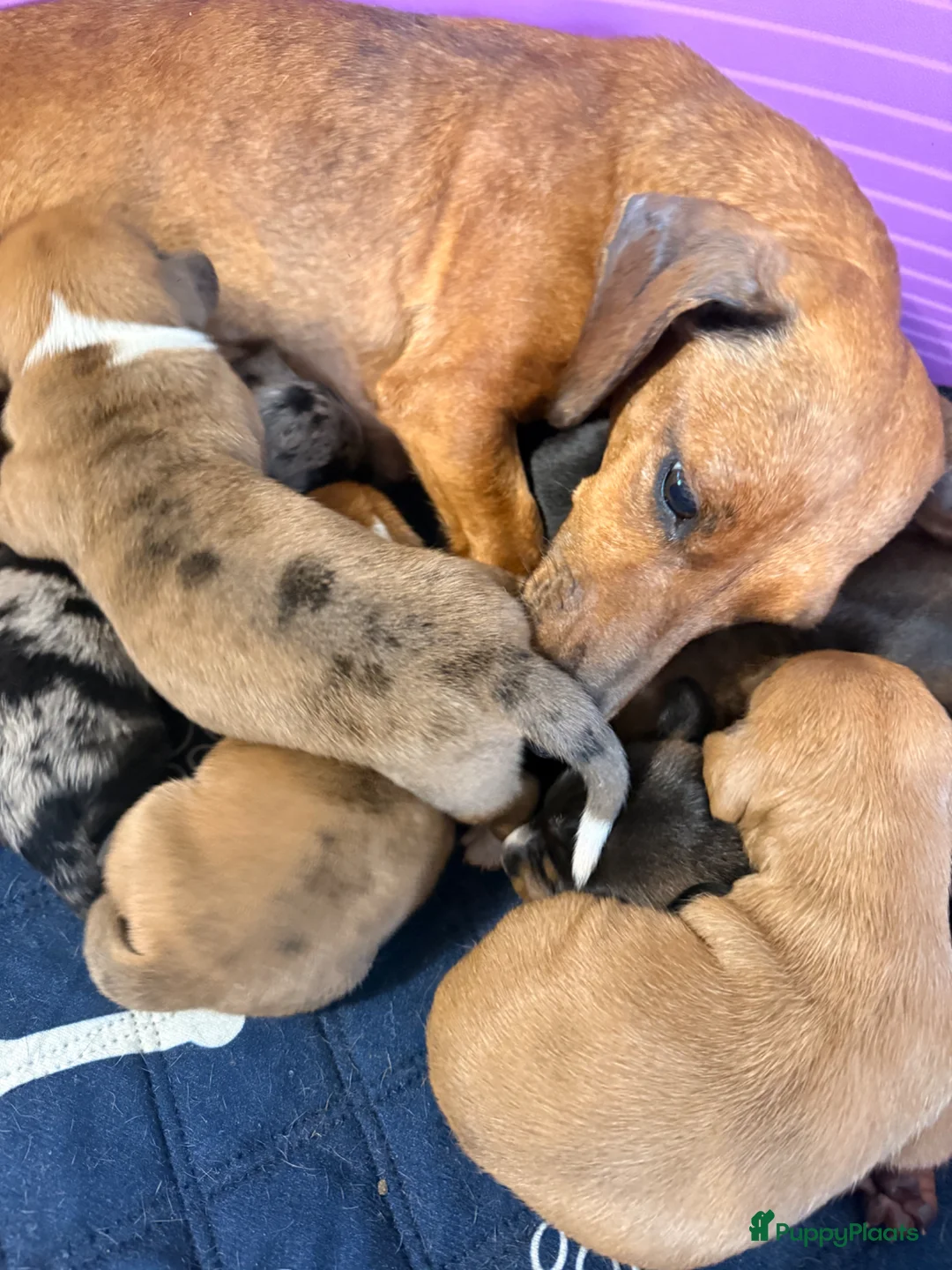 Teckel (korthaar)  honden te koop: Dwergteckel pups - Advertentie 1