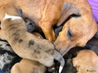 Teckel (korthaar) honden Dwergteckel pups - Advertentie 6