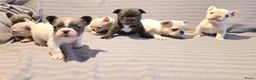 Franse Bulldog honden te koop: Knappe Franse buldogs enkele fluffy  - Advertentie 7