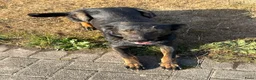 Mechelse Herder honden te koop: Mechelse Herders.Reu en Teef .. 3 jaar - Advertentie 3