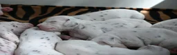 Dalmatiër honden te koop: Dalmatiër puppy's - Advertentie 7