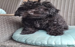 Poedel Toy honden te koop: Toy pups  - Afbeelding 2