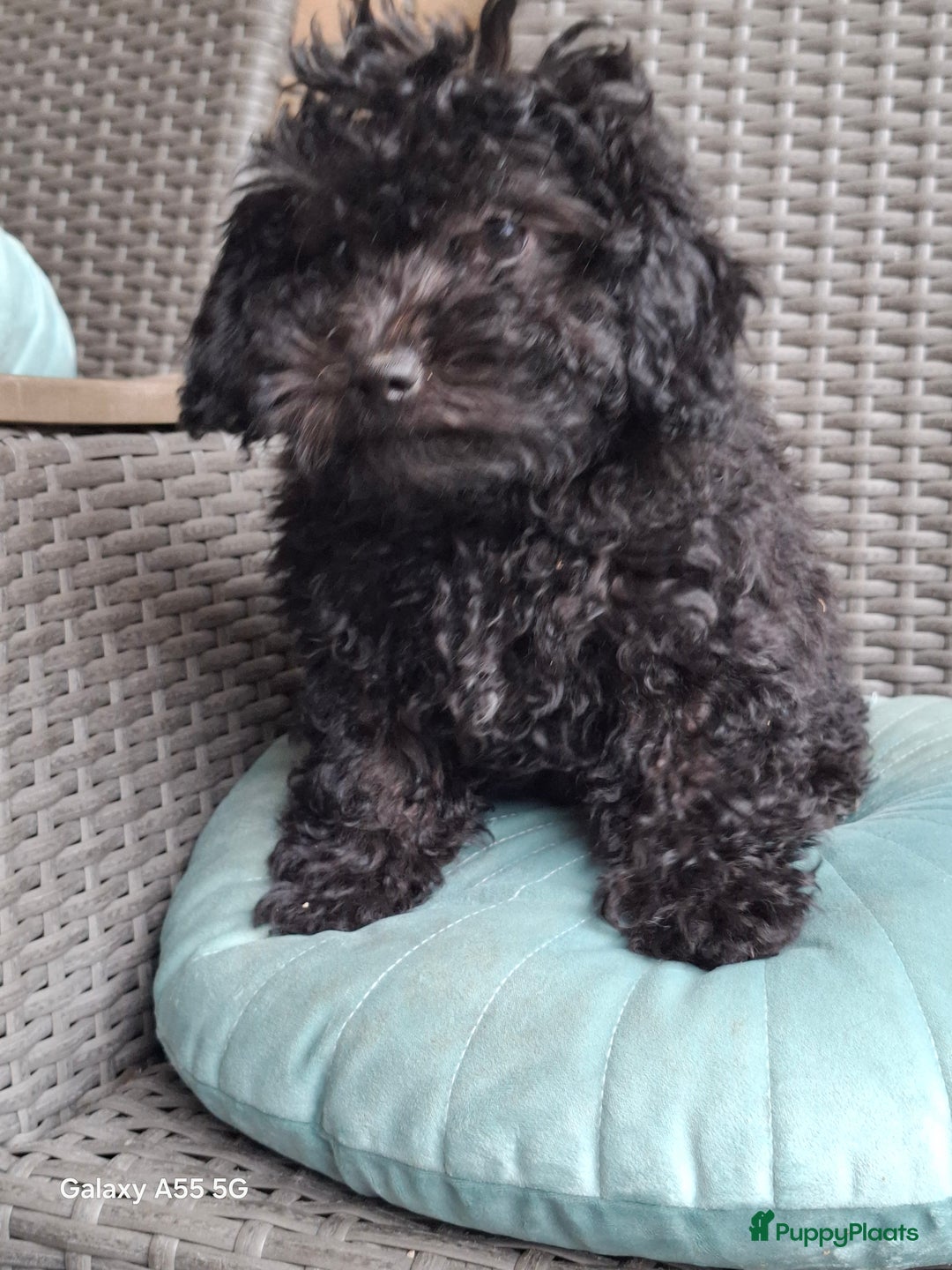 Poedel Toy honden te koop: Toy pups  - Afbeelding 2