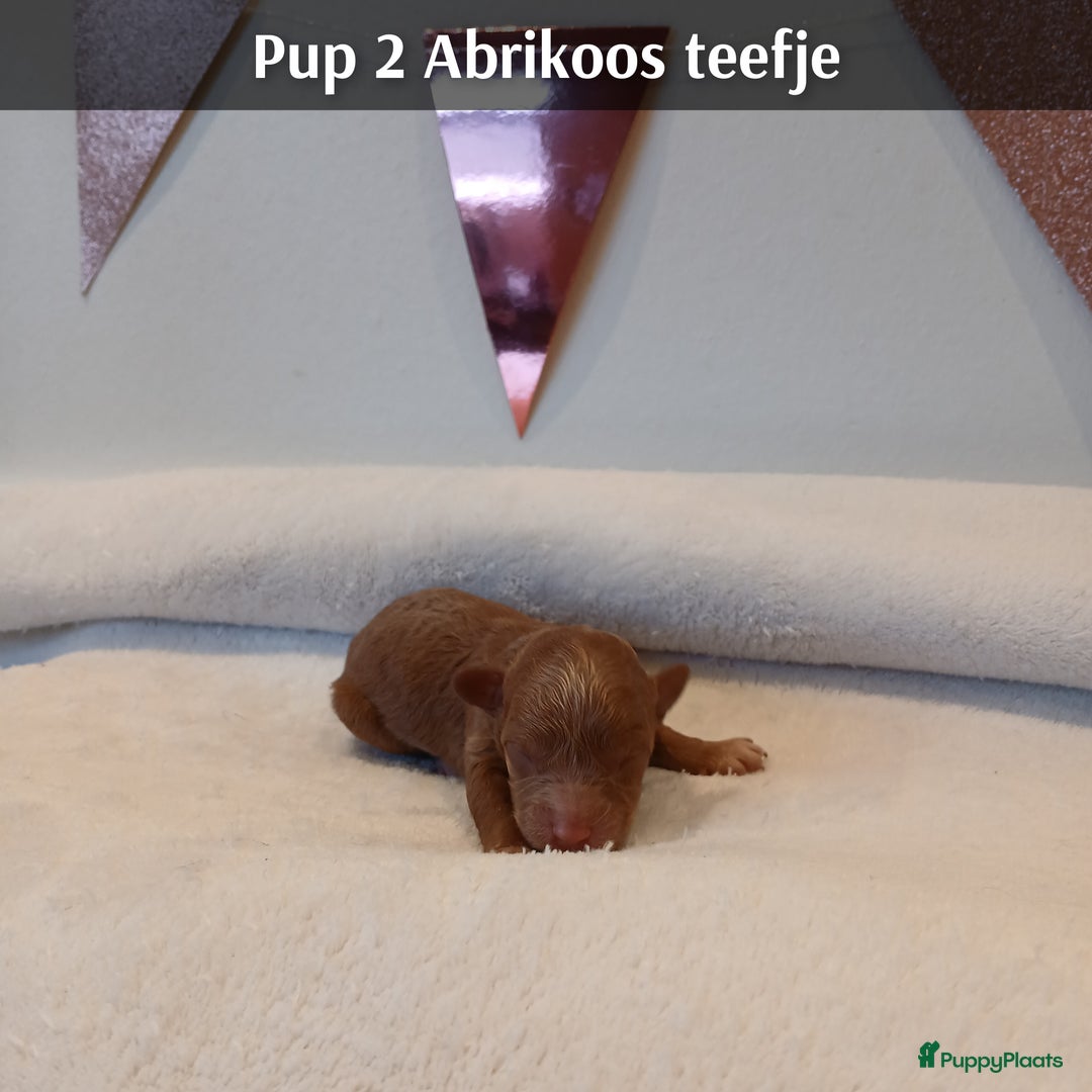 Poedel Toy honden te koop: Rasechte Toy Poedeltjes geboren in 2026! - Advertentie 10