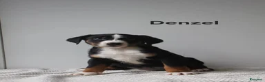 Appenzeller Sennenhond 2 (denzel)