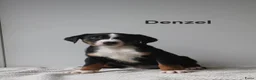 Appenzeller Sennenhond honden te koop: Appenzeller Sennenhond puppy's - Advertentie 19