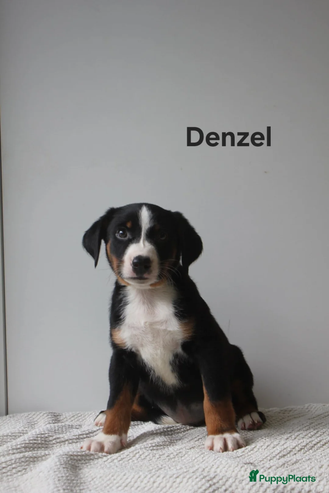 Appenzeller Sennenhond honden te koop: Appenzeller Sennenhond puppy's - Advertentie 19