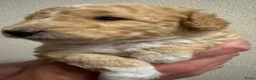 Kruising honden te koop: Sheltidoodle  - Advertentie 12
