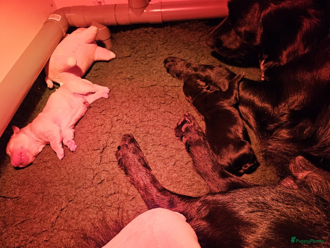 Golden Retriever honden te koop: Lieve golden Retriever puppies - Advertentie 3