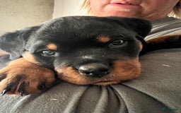 Rottweiler honden te koop: Prachtige super knappe puppy’s  in Haps - Afbeelding 18