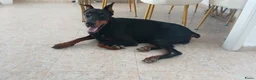 Dobermann honden te koop: Prachtige Dobermann pups - Advertentie 8