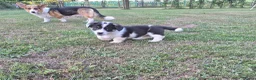Welsh Corgi Cardigan honden te koop: Welsh corgi pups - mogen vanaf 26 juli direct mee - Advertentie 8