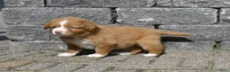 Nova Scotia Duck Tolling Retriever honden te koop: Nova Scotia Duck Tolling Retriever pups # Toller - Advertentie 19