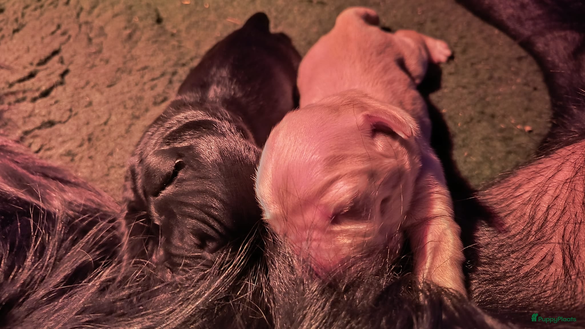 Golden Retriever honden Lieve golden Retriever puppies - Advertentie 1