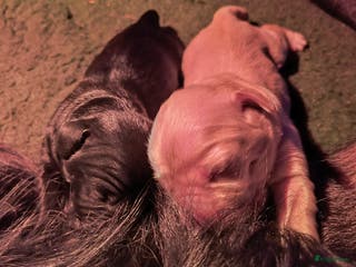 Golden Retriever honden te koop: Lieve golden Retriever puppies - Advertentie 1