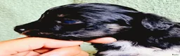 Kruising honden te koop: 3 teefjes Toy Multipoo - Advertentie 6