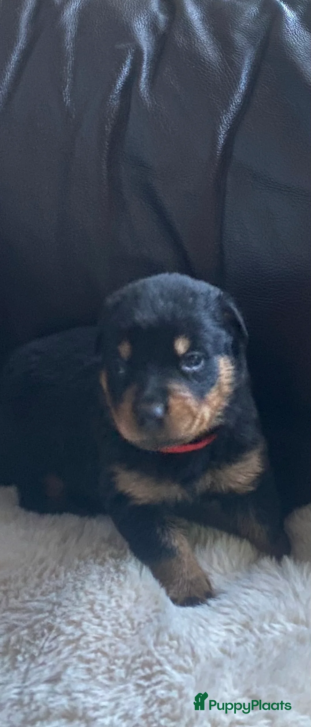 Rottweiler honden te koop: Rotweiler pups  - Advertentie 5