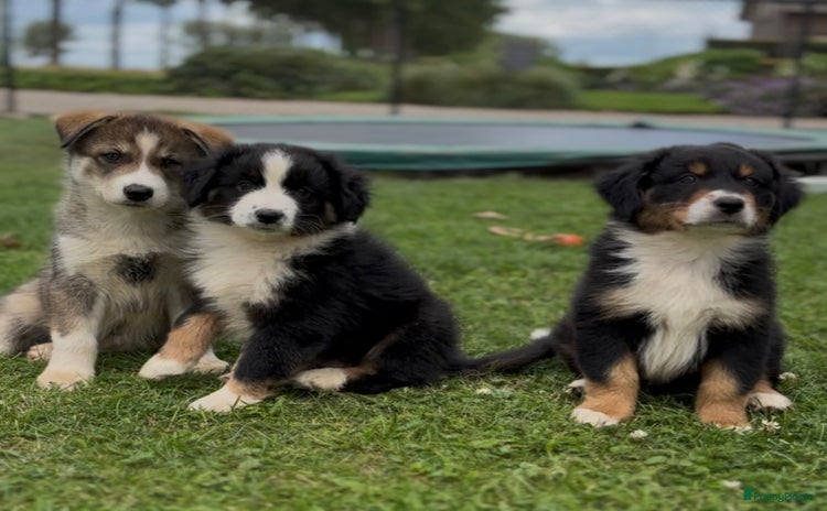 Australian Shepherd honden - Advertentie 1
