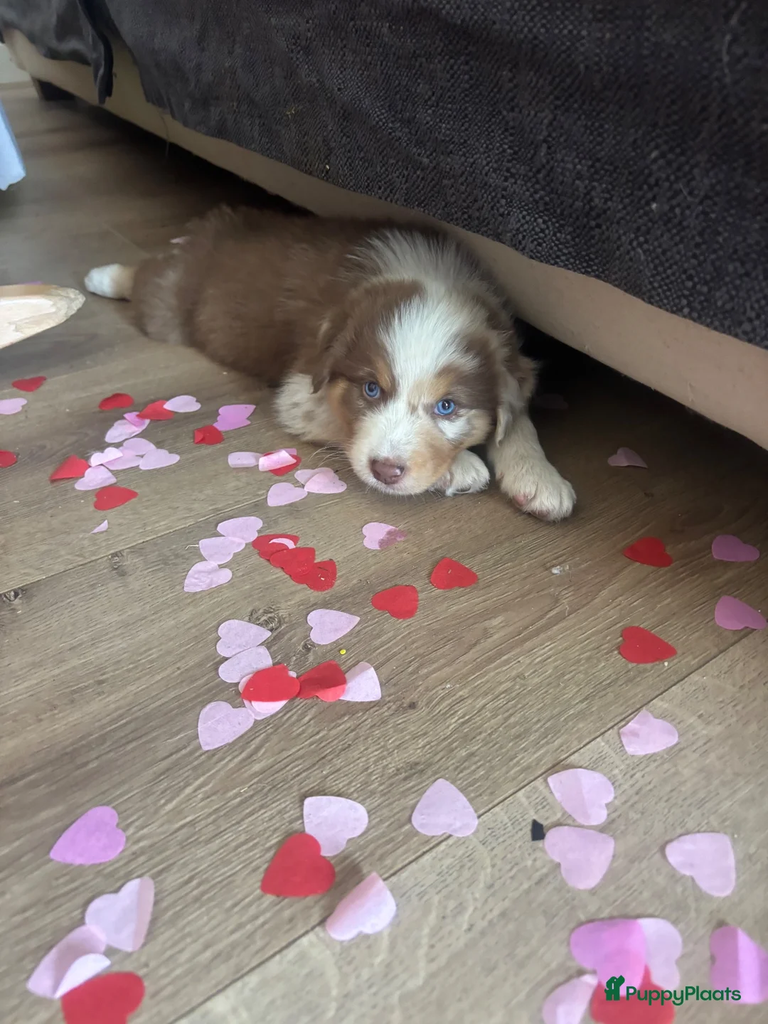 Australian Shepherd honden te koop: Aussies pups zoeken een gouden mandje  - Advertentie 11