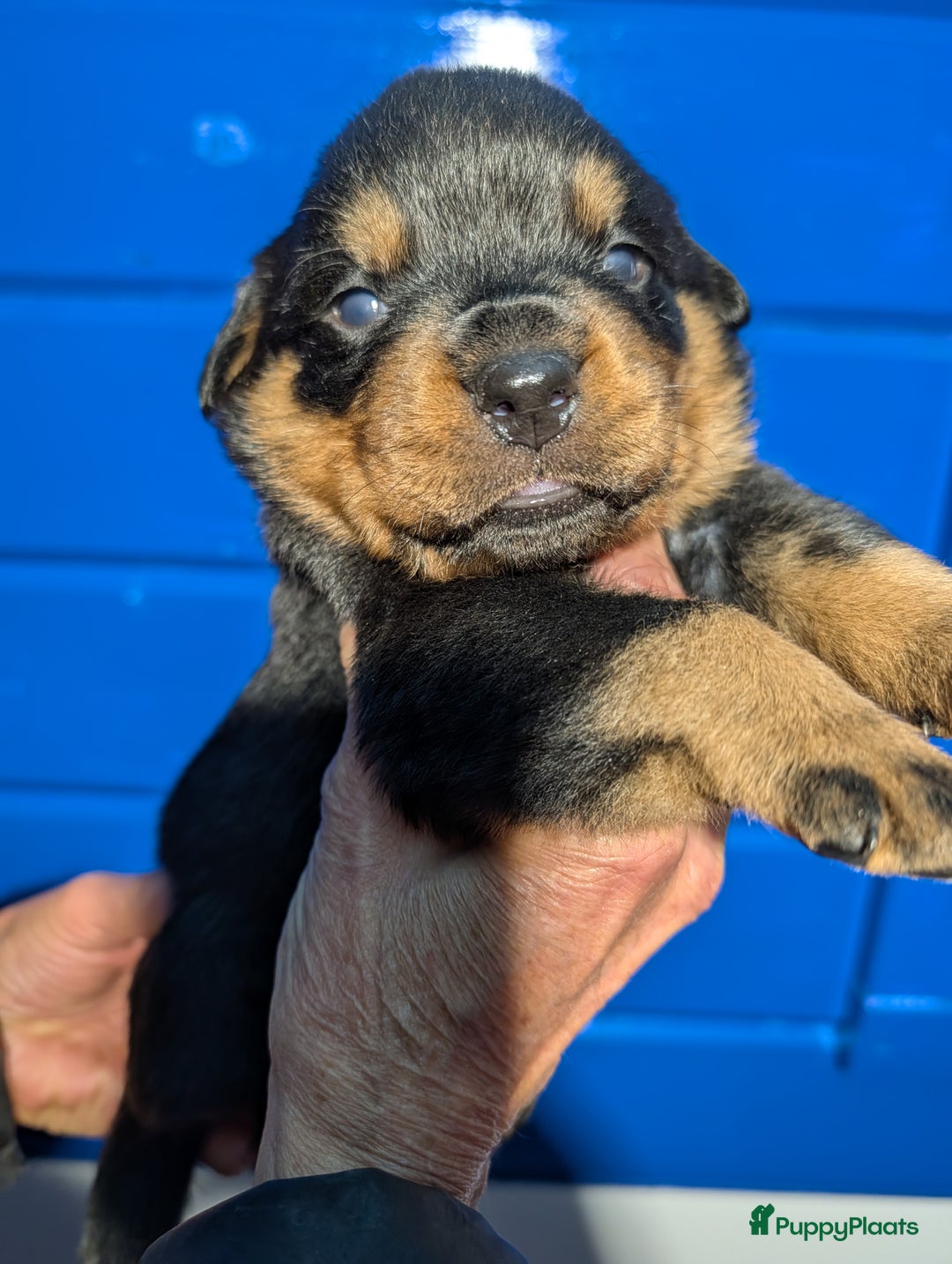 Rottweiler honden te koop: Zeer mooie rottweiler pups   - Advertentie 31