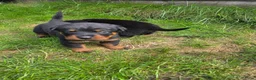 Rottweiler honden te koop: Prachtig mooie Rotweiler pups te koop! - Advertentie 22
