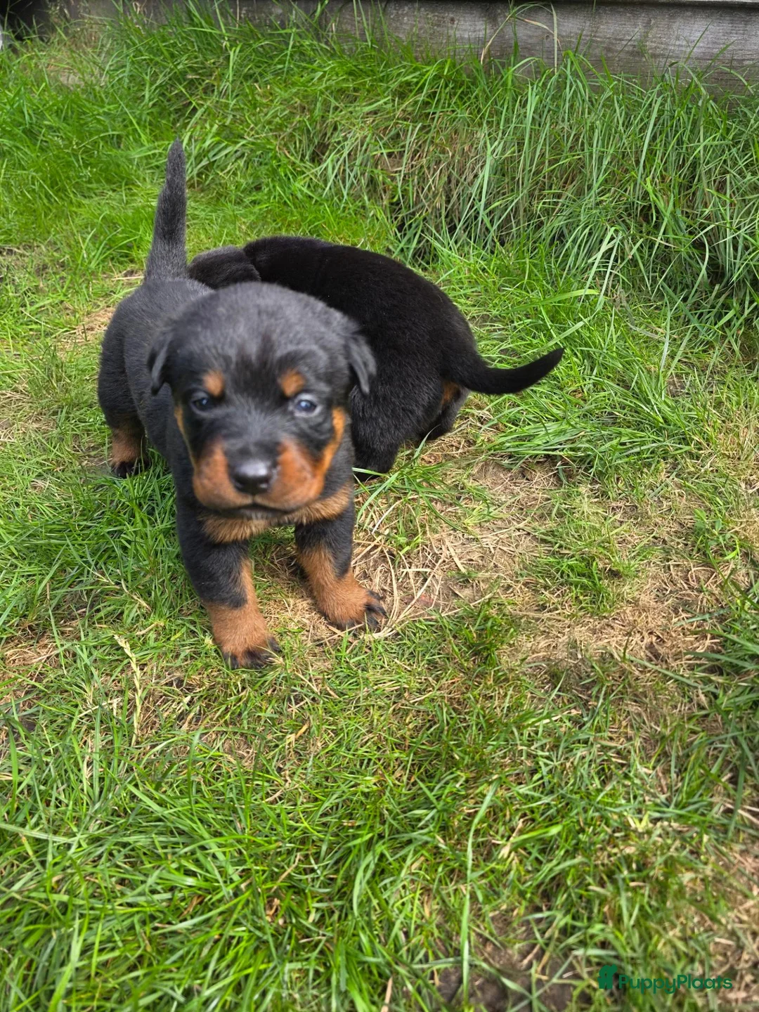 Rottweiler honden te koop: Prachtig mooie Rotweiler pups te koop! - Advertentie 22