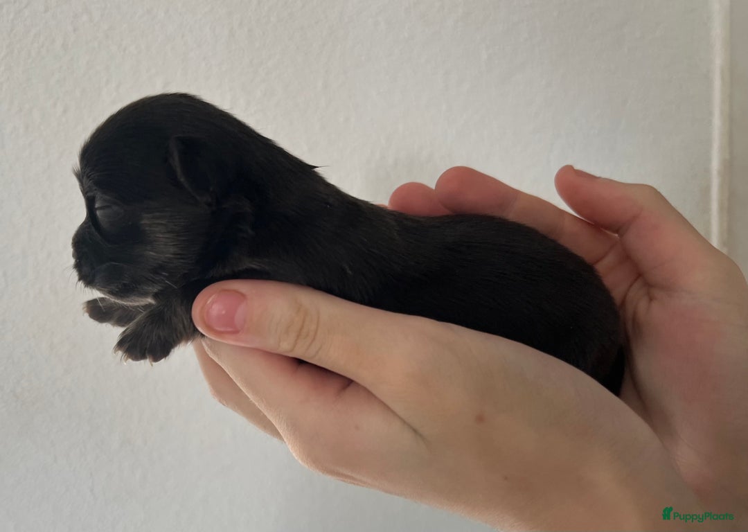Chihuahua honden te koop: Mooie en lieve langhaar chihuahua. - Advertentie 9