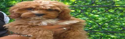 Cavapoo honden te koop: Cavapoo Pups - Advertentie 4