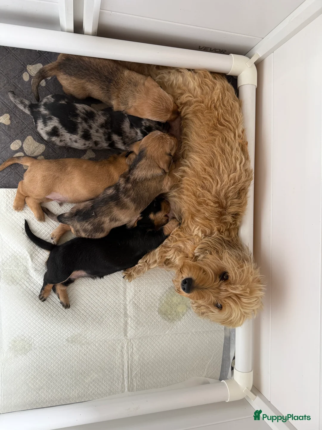 Ruwhaar Teckel honden te koop: Ruwharige teckel  in Leende - Advertentie 10