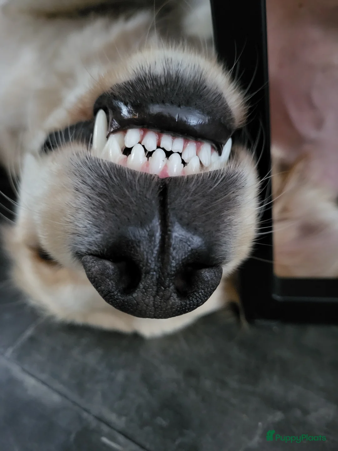 Galerij afbeelding {{count}}