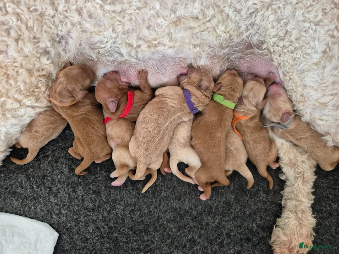 Australian Labradoodle honden te koop: Australian labradoodle pups te reserveren  - Advertentie 1