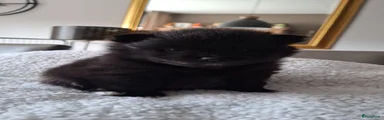 Pomeriaan Puppy 3