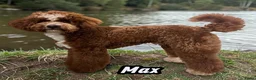 Dwergpoedel honden ter dekking: Dwerg poedel dekreu - Advertentie 2